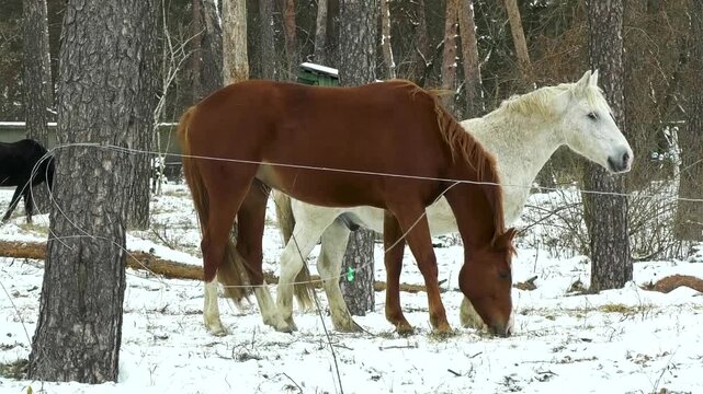 Many horses walking through snow-covered fields searching for food in winter. Concept of horse keeping, rural farm life, and animal survival during the cold season. Peaceful winter landscape with