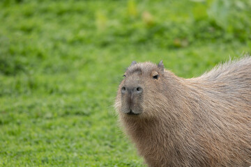Fototapeta premium A Capabara, close relative to Guinea Pigs,