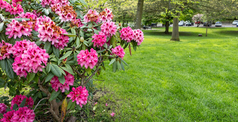 Fototapeta premium A large bush blooming Rhododendron in the botanical garden. Many pink flowers Rhododendron, beautiful background.