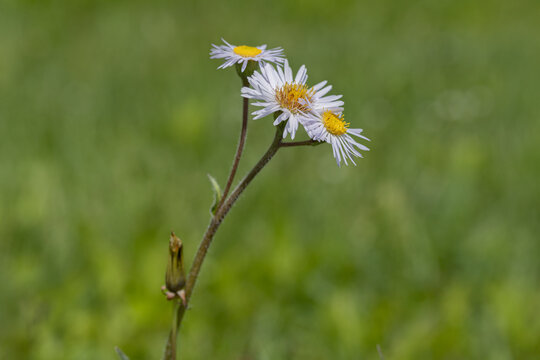 Robin's Plantain in Bloom In a Meadow