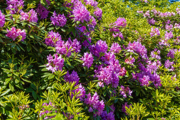 Obraz premium Rhododendron blooms cover a garden area in bright colors during the spring season under clear skies