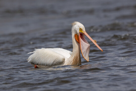 American White Pelican Gular Pouch Stretching with Throat and Pouch Display