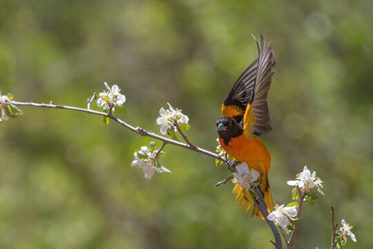 Baltimore Oriole Perched Among Spring Apple Blossoms