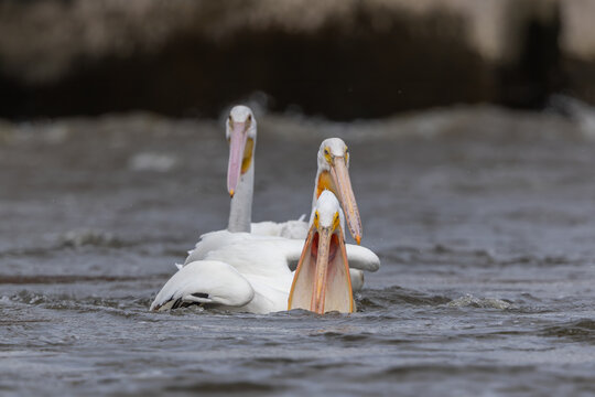 American White Pelican Gular Pouch Stretching with Throat and Pouch Display