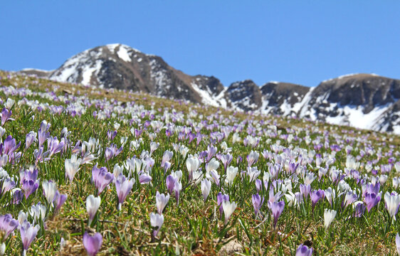 fioritura primaverile di croco (Crocus vernus)