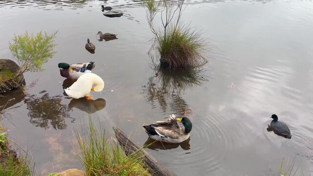 Footage of a white Aylesbury Duck and Mallards preening themselves on a fallen tree while Eurasian Coots and Wood Ducks paddle around them in a lake in the Blue Mountains in New South Wales, Australia