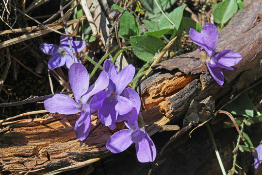 violette (Viola hirta)
