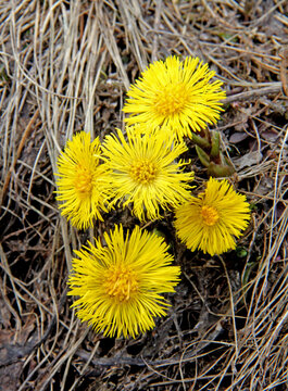 primi capolini gialli tra l'erba secca (farfaro, Tussilago farfara)