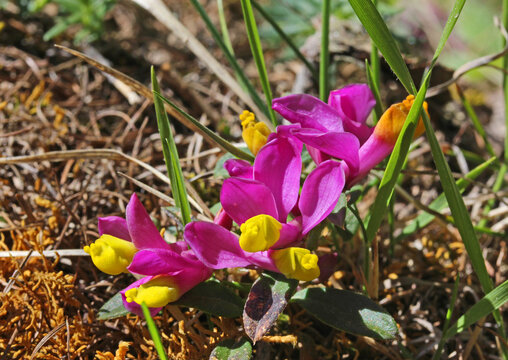 falso bosso (Polygala chamaebuxus) a fiori rossi