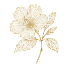 Obraz premium PNG Elegant floral line art illustration.