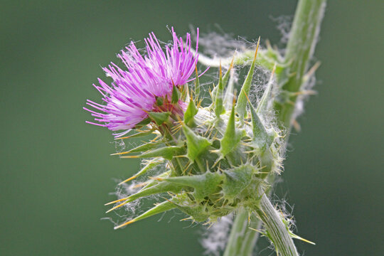 capolino spinoso di Cardo mariano (Sylibum marianum)