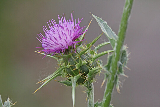 capolino spinoso di Cardo mariano (Sylibum marianum)