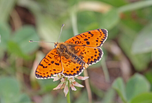 vivace farfalla (Melitaea didyma) sul trifoglio