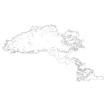 Dividivi tree architectural elevation drawing, wind-shaped native vector