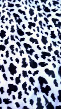 Black and white dalmatian spots pattern on fuzzy fabric texture animal print design fur background texture animal print design fur background