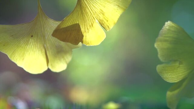 Ginkgo Biloba leaf in autumn garden. Gingko leaves in sun light. Herbal medicine. Herbs. Alternative medicine concept. Nature background. Slow motion. 