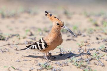 Close up of a common hoopoe (upupa epops) on a sand dune © tom