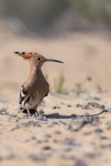 Close up of a common hoopoe (upupa epops) on a sand dune © tom