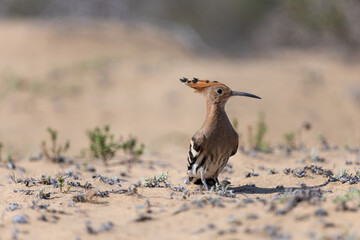 Close up of a common hoopoe (upupa epops) on a sand dune © tom