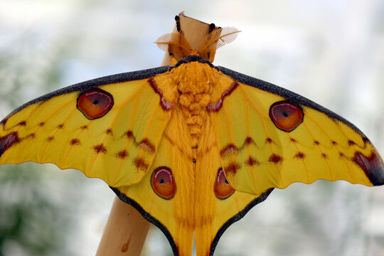 The comet moth or Madagascan moon moth (Argema mittrei) is a moth native to the rain forests of Madagascar.