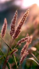 Obraz premium Sunlit Grasses with Dewdrops