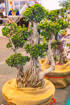 Olea is a genus of flowering plants in the family Oleaceae. It includes 11 species accepted by Plants of the World Online native to warm temperate and tropical regions of the Middle East, southern Eur