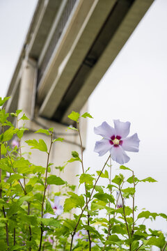 Beautiful light purple rose of sharon flower blooming underneath the elevated governmental building gangway structure in Sejong, South Korea.