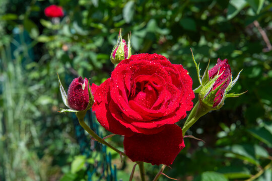 Photographic work of water droplets on red roses and buds wet in the rain.