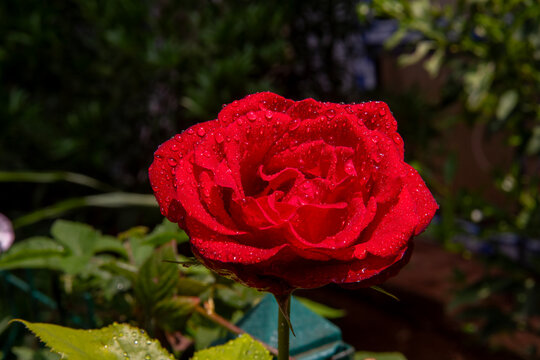 Photographic work of water droplets on red roses and buds wet in the rain.