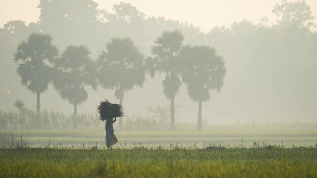 Bogura, Bangladesh - 16 May 2026: View of a farmer carrying a bundle of straw on their head through a foggy rural field with palm trees in the morning mist.