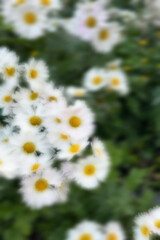 Fototapeta premium Blurred dreamy white daisy chamomile wildflowers with yellow centers on green background soft focus photography.