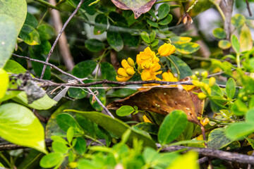 Senna bicapsularis pertenece a la familia Fabaceae. © CarlosHerreros