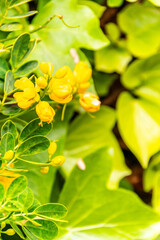 Senna bicapsularis pertenece a la familia Fabaceae. © CarlosHerreros