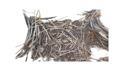 Isolated dried grass and sticks cutout PNG transparent background. Fine roots branches and vegetation material. Nature environment resource for landscaping architecture visualization 3D asset. Botanic © rasolmar
