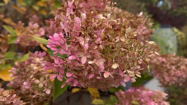 Soft pink hydrangea blossoms glowing in golden autumn sunlight with lush garden background and delicate floral textures creating dreamy romantic nature atmosphere