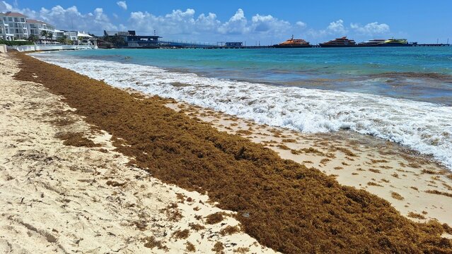 Sargassum covers the shore on Playa del Carmen beach.