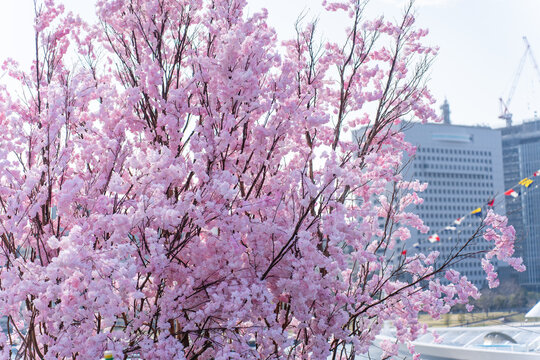 横浜港大さん橋のアートフラワーの桜