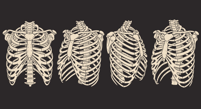 Detailed Human Rib Cage Anatomy Illustration Set.