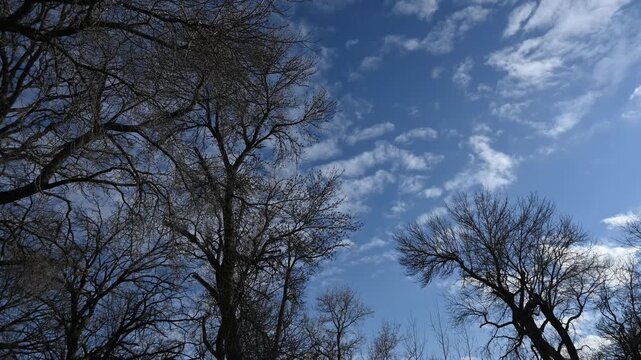 Timelapse of white summer clouds moving behind trees that have no leaves creating a dramatic effect
