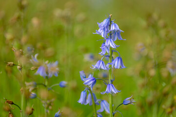 Spanish bluebell in between wilted flowers, Hyacinthoides hispanica, Endymion hispanicus or Scilla hispanica is a spring-flowering bulbous perennial native to the Iberian Peninsula, Natural background © Sarawut