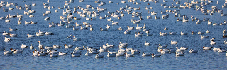 Snow geese migration.  During spring migration, large flocks of snow geese fly very high along narrow corridors, more than 3000 miles from traditional wintering areas to the tundra. © Daniel Meunier