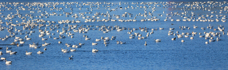 Snow geese migration.  During spring migration, large flocks of snow geese fly very high along narrow corridors, more than 3000 miles from traditional wintering areas to the tundra. © Daniel Meunier