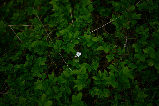 Single White Chickweed Wintergreen Flower in Moody Nordic Blueberry Bush Undergrowth
