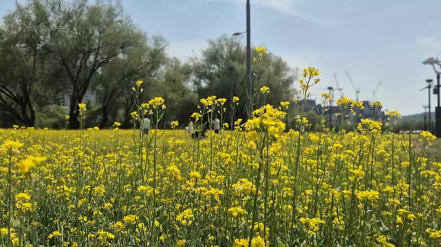 8K UHD Vibrant Yellow Canola Flower Field Swaying in the Spring Breeze