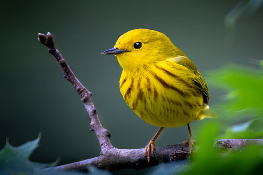 Yellow Warbler (Setophaga petechia) &mdash; Adult Male, Breeding Plumage, Central Park, New York