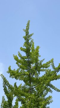 Young Ginkgo biloba in spring or summer with copy space