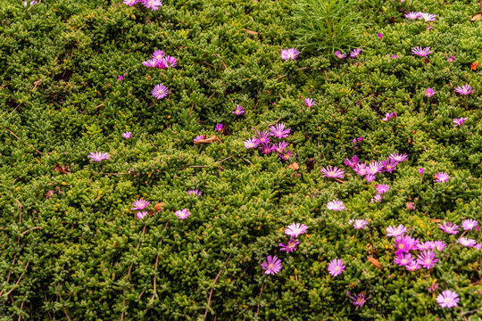 Lampranthus spectabilis pertenece a la familia Aizoaceae. 