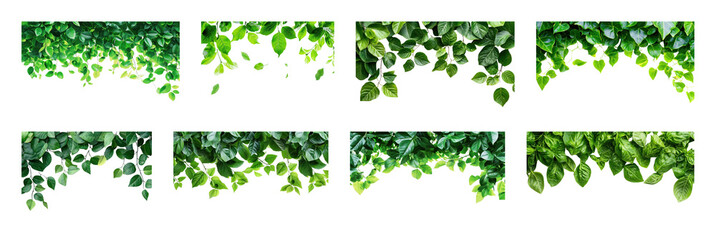 Fototapeta premium PNG Lush green leaf borders collection, transparent background
