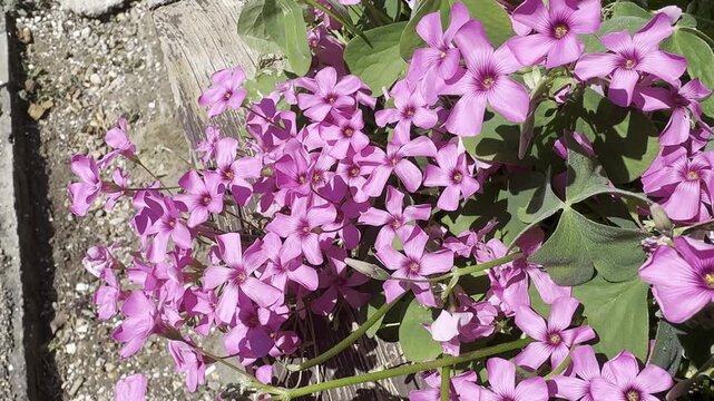 Oxalis articulata (pink wood sorrel) is growing and climbing along a fence.