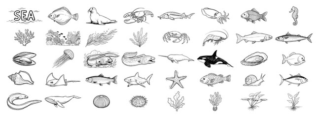 Sea life and marine animals collection in detailed engraving style © Tomas